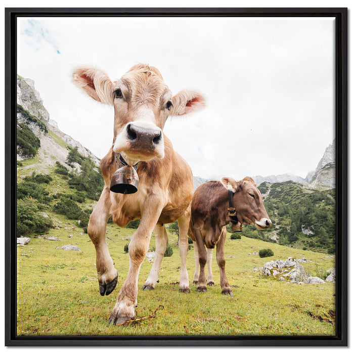 Almkuh auf der Weide auf Leinwandbild Quadratisch gerahmt Größe 70x70
