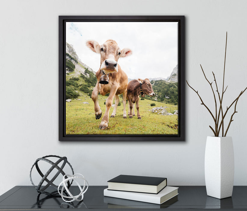 Almkuh auf der Weide  auf Leinwandbild Quadratisch gerahmt mit Kirschblüten