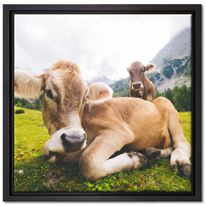 Almkuh in den Bergen auf Leinwandbild Quadratisch gerahmt Größe 40x40