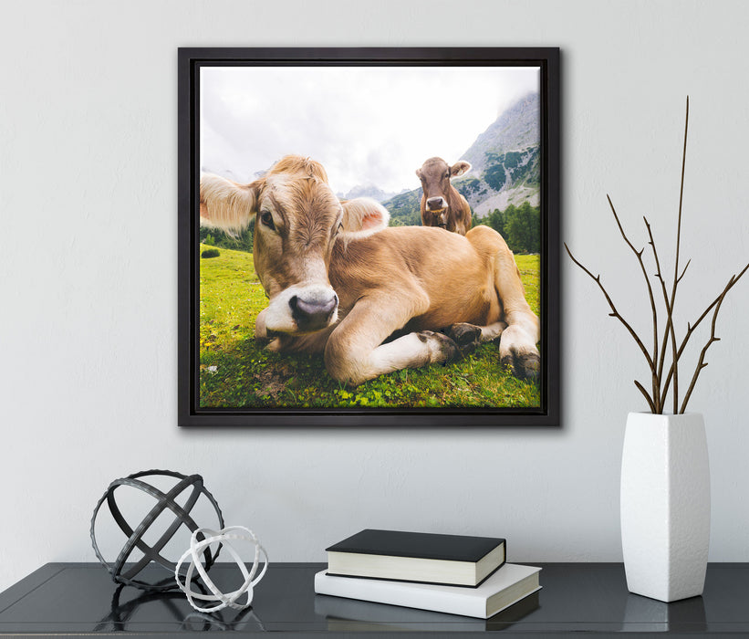 Almkuh in den Bergen  auf Leinwandbild Quadratisch gerahmt mit Kirschblüten