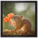Eichhörnchen riecht an einer Blume auf Leinwandbild Quadratisch gerahmt Größe 40x40