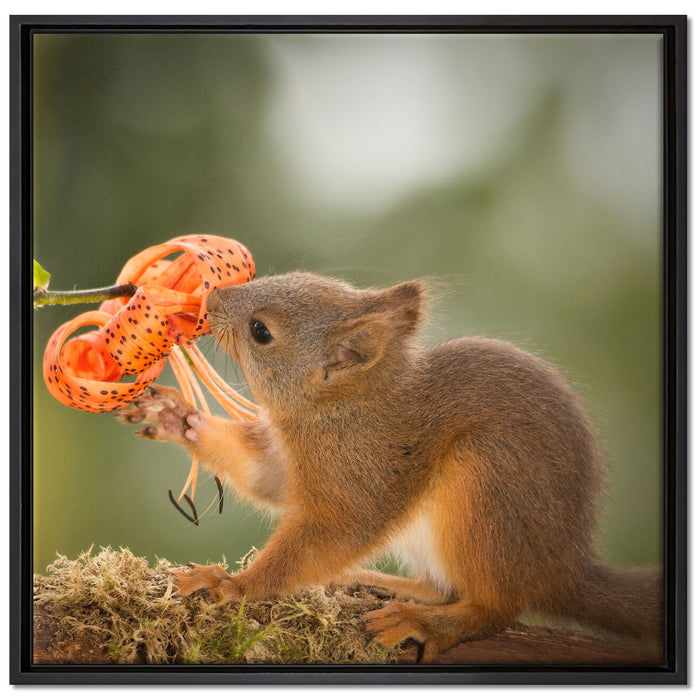 Eichhörnchen riecht an einer Blume auf Leinwandbild Quadratisch gerahmt Größe 70x70