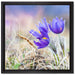 schöne Krokusse auf Leinwandbild Quadratisch gerahmt Größe 40x40