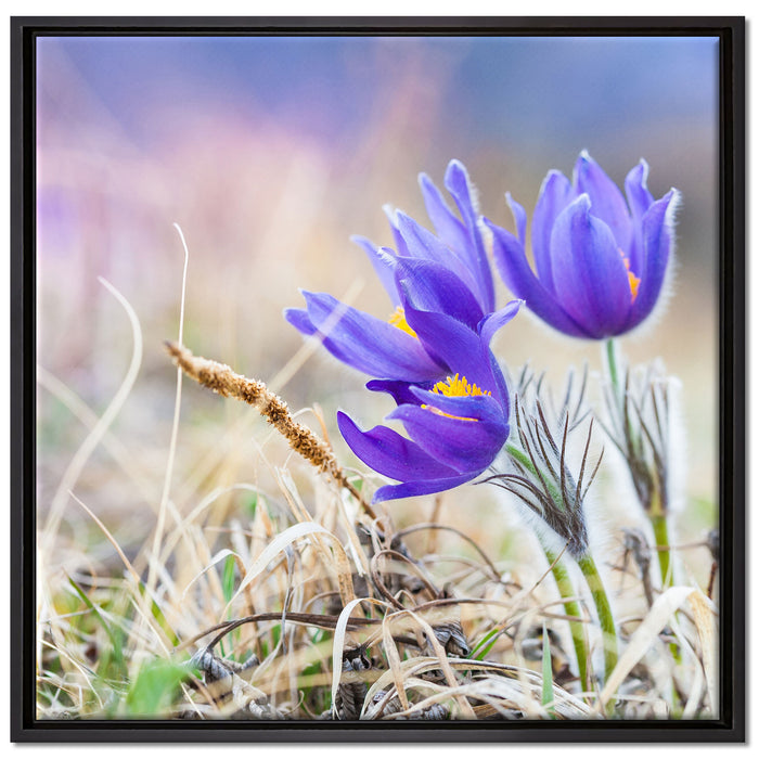 schöne Krokusse auf Leinwandbild Quadratisch gerahmt Größe 70x70