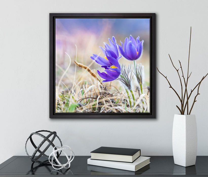 schöne Krokusse  auf Leinwandbild Quadratisch gerahmt mit Kirschblüten