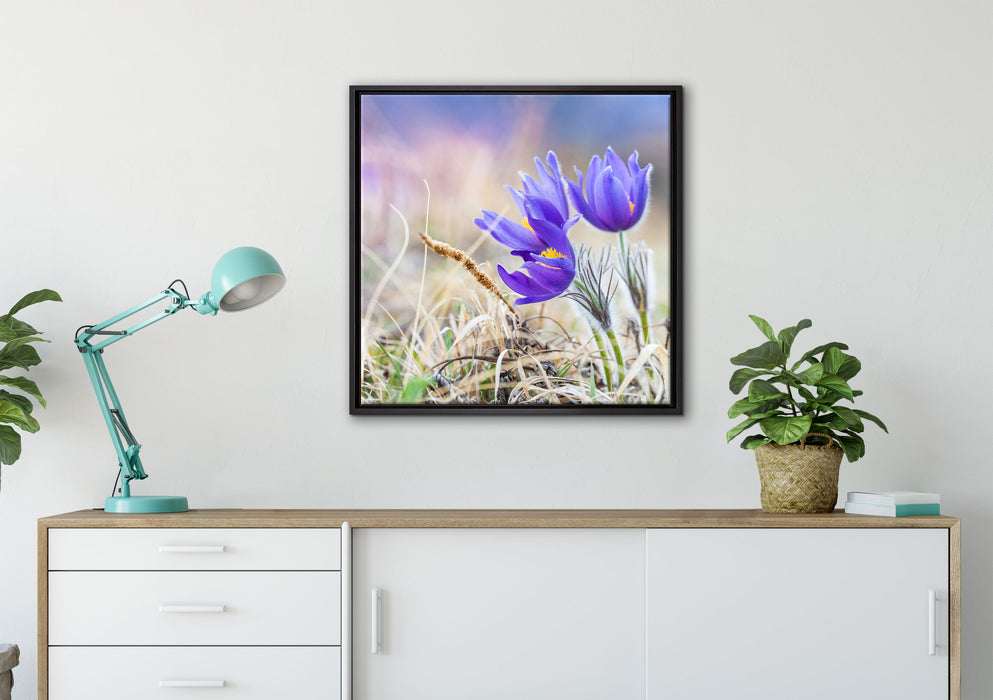 schöne Krokusse auf Leinwandbild gerahmt Quadratisch verschiedene Größen im Wohnzimmer