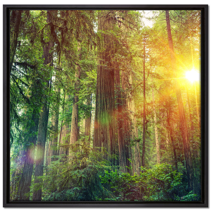 Wald bei Sonnenlicht auf Leinwandbild Quadratisch gerahmt Größe 70x70