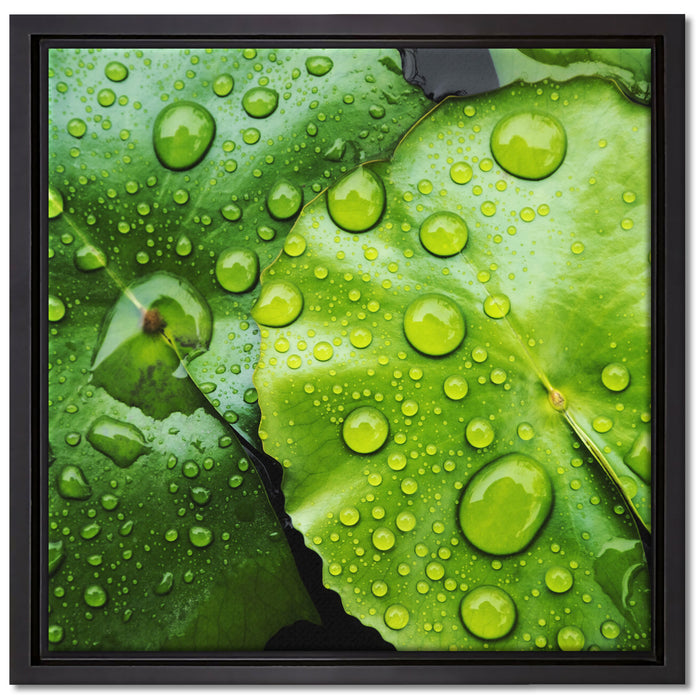die Blätter mit den Wassertropfen auf Leinwandbild Quadratisch gerahmt Größe 40x40