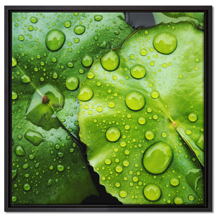 die Blätter mit den Wassertropfen auf Leinwandbild Quadratisch gerahmt Größe 60x60
