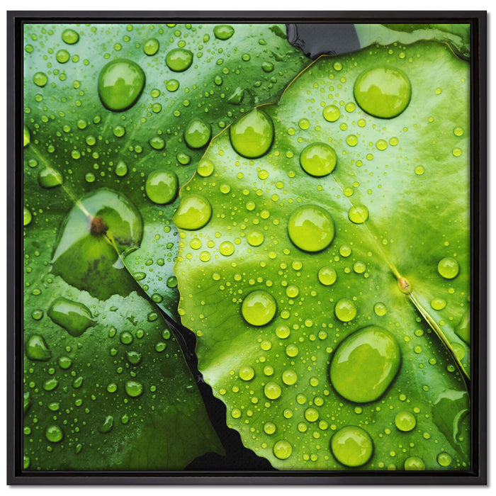 die Blätter mit den Wassertropfen auf Leinwandbild Quadratisch gerahmt Größe 70x70