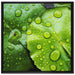 die Blätter mit den Wassertropfen auf Leinwandbild Quadratisch gerahmt Größe 70x70