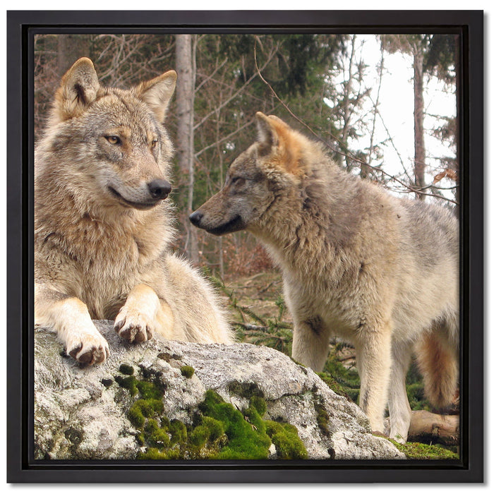 Wölfe im Wald auf Leinwandbild Quadratisch gerahmt Größe 40x40