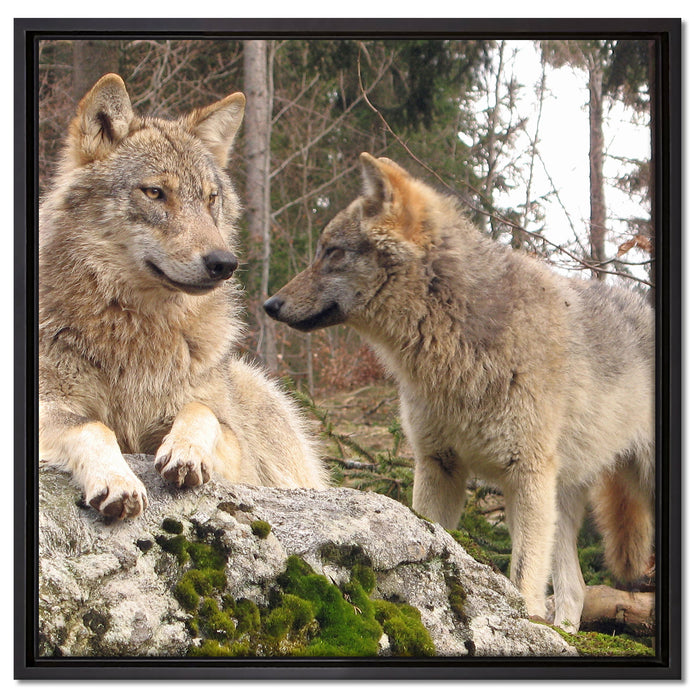 Wölfe im Wald auf Leinwandbild Quadratisch gerahmt Größe 60x60