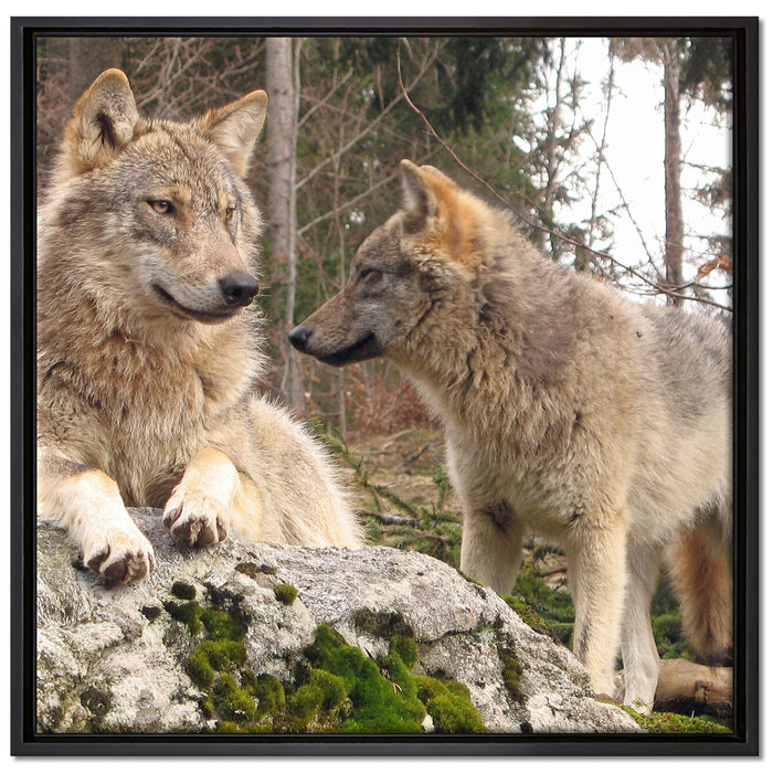Wölfe im Wald auf Leinwandbild Quadratisch gerahmt Größe 70x70