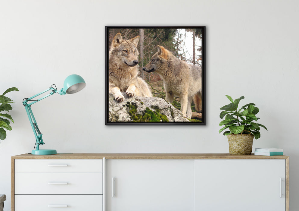 Wölfe im Wald auf Leinwandbild gerahmt Quadratisch verschiedene Größen im Wohnzimmer