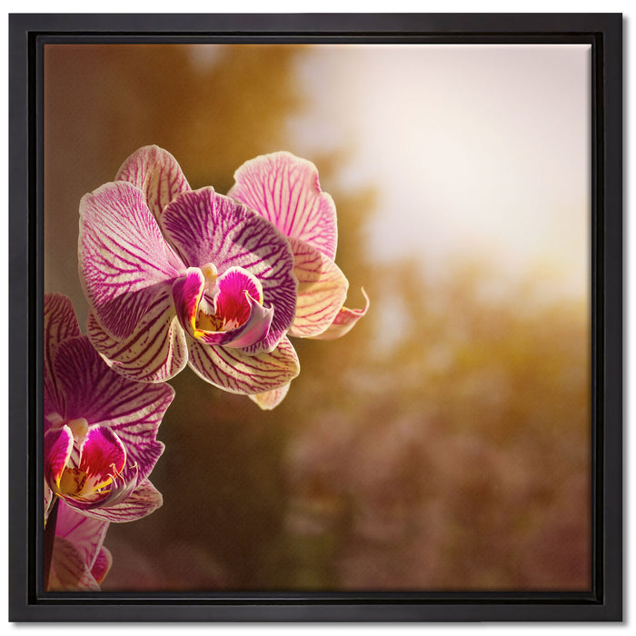 farbenOrchideen in der Nahaufnahme auf Leinwandbild Quadratisch gerahmt Größe 40x40