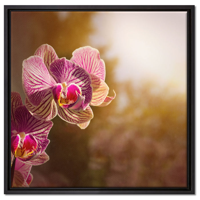 farbenOrchideen in der Nahaufnahme auf Leinwandbild Quadratisch gerahmt Größe 60x60