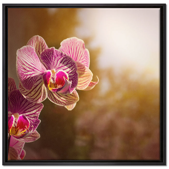 farbenOrchideen in der Nahaufnahme auf Leinwandbild Quadratisch gerahmt Größe 70x70