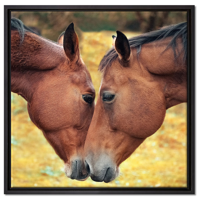 zwei schmusende Pferde auf Leinwandbild Quadratisch gerahmt Größe 60x60