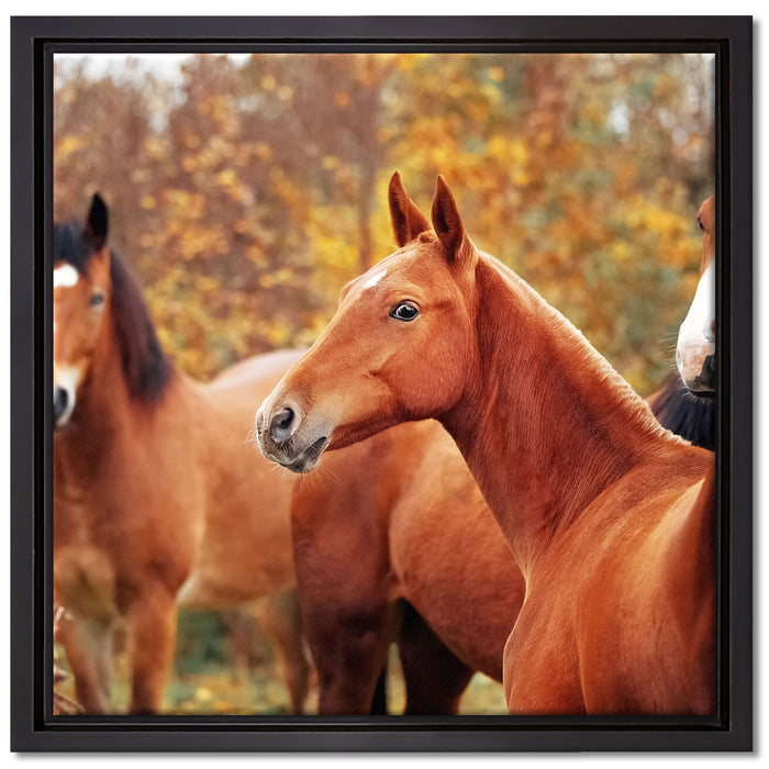 schöne Pferde auf der Wiese auf Leinwandbild Quadratisch gerahmt Größe 40x40