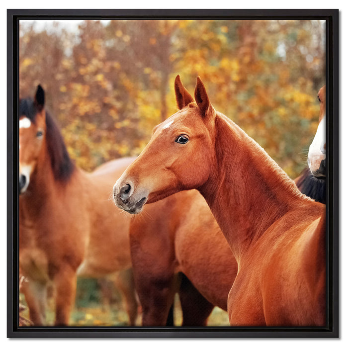 schöne Pferde auf der Wiese auf Leinwandbild Quadratisch gerahmt Größe 60x60