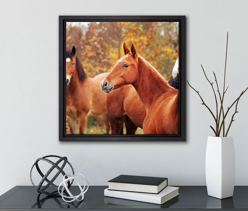 schöne Pferde auf der Wiese  auf Leinwandbild Quadratisch gerahmt mit Kirschblüten