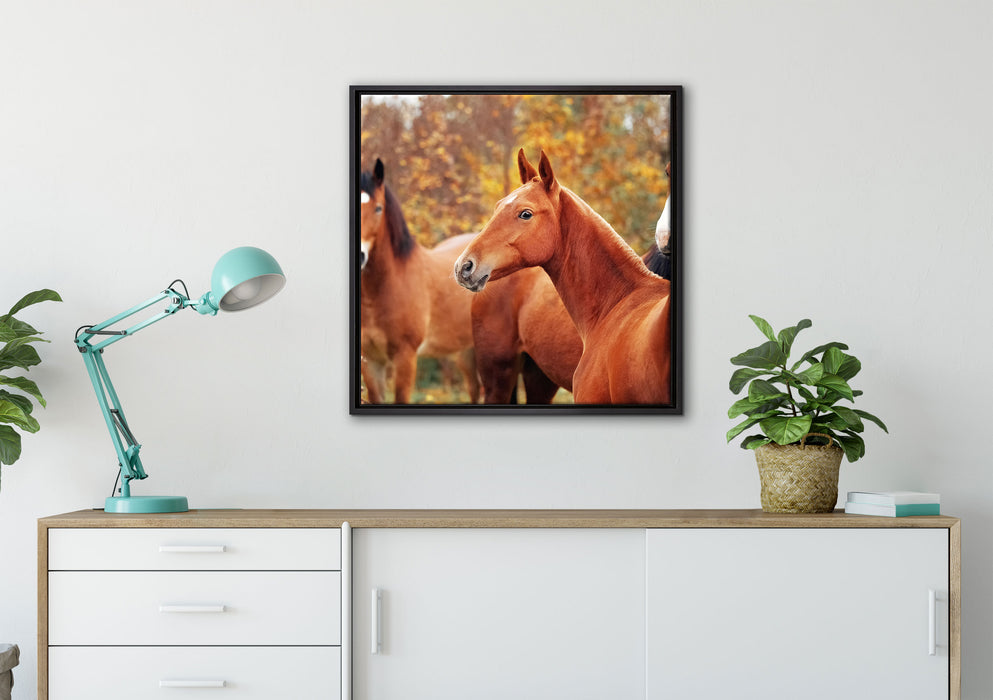 schöne Pferde auf der Wiese auf Leinwandbild gerahmt Quadratisch verschiedene Größen im Wohnzimmer