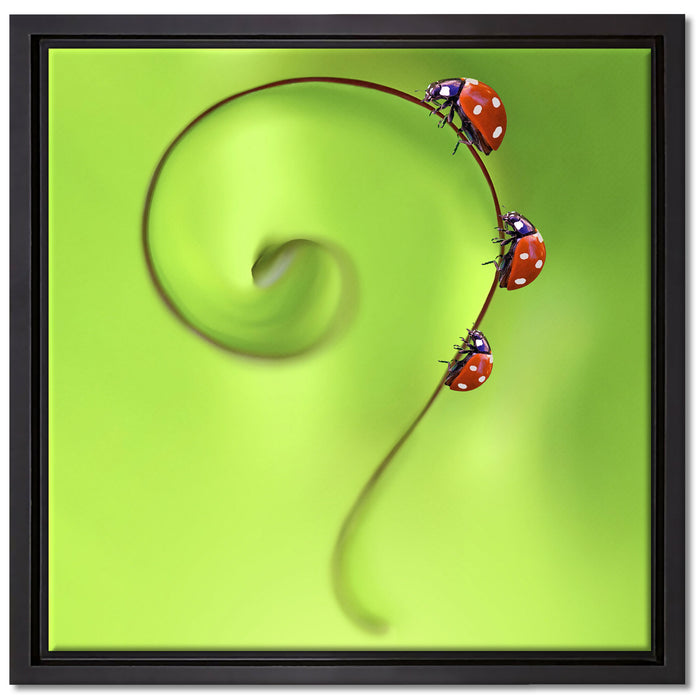 Marienkäfer Fragezeichen auf Leinwandbild Quadratisch gerahmt Größe 40x40