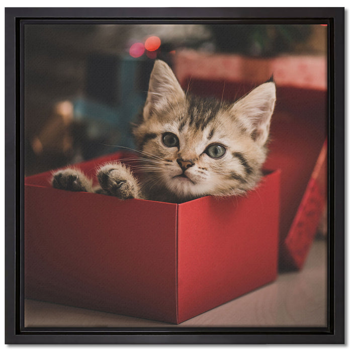süsses Kätzchen in der Box auf Leinwandbild Quadratisch gerahmt Größe 40x40