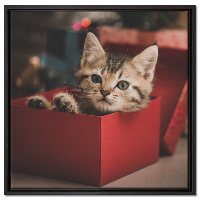 süsses Kätzchen in der Box auf Leinwandbild Quadratisch gerahmt Größe 60x60