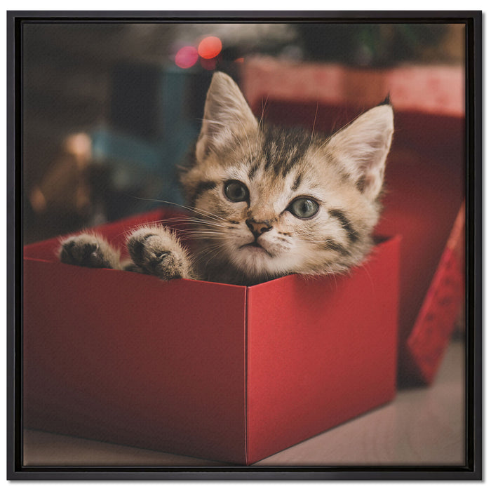 süsses Kätzchen in der Box auf Leinwandbild Quadratisch gerahmt Größe 70x70