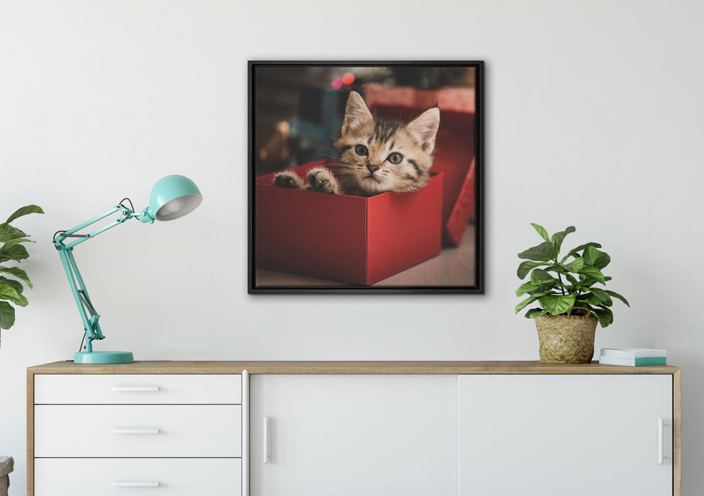 süsses Kätzchen in der Box auf Leinwandbild gerahmt Quadratisch verschiedene Größen im Wohnzimmer