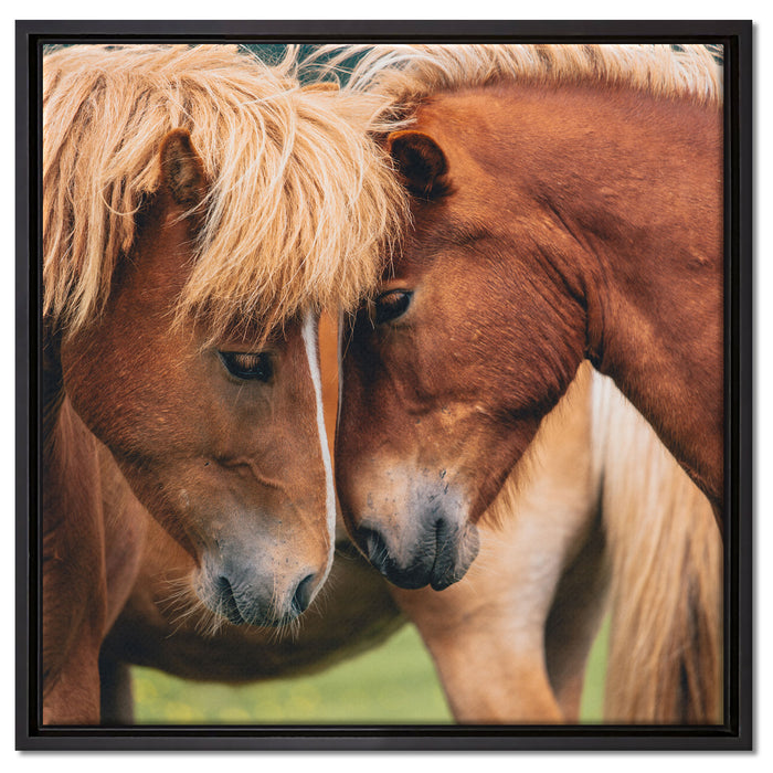 zwei schmusende Pferde auf Leinwandbild Quadratisch gerahmt Größe 60x60