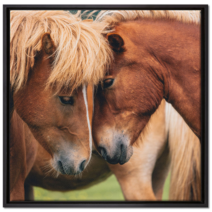 zwei schmusende Pferde auf Leinwandbild Quadratisch gerahmt Größe 70x70