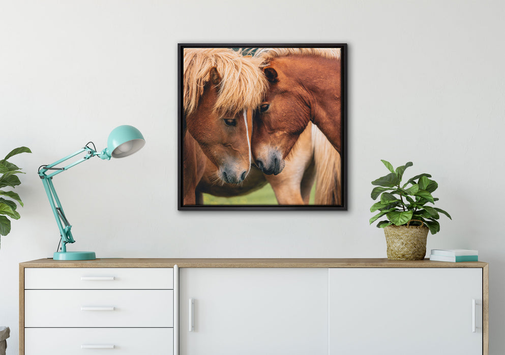 zwei schmusende Pferde auf Leinwandbild gerahmt Quadratisch verschiedene Größen im Wohnzimmer
