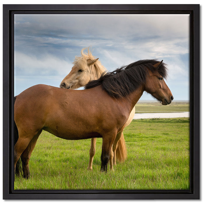zwei Pferde auf der Wiese auf Leinwandbild Quadratisch gerahmt Größe 40x40