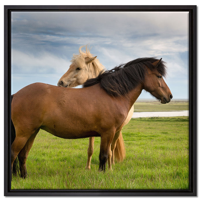 zwei Pferde auf der Wiese auf Leinwandbild Quadratisch gerahmt Größe 60x60