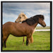 zwei Pferde auf der Wiese auf Leinwandbild Quadratisch gerahmt Größe 70x70