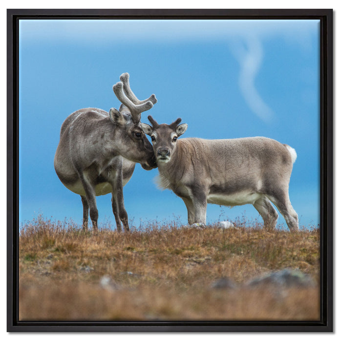 Rentiere die miteinander schmusen auf Leinwandbild Quadratisch gerahmt Größe 60x60