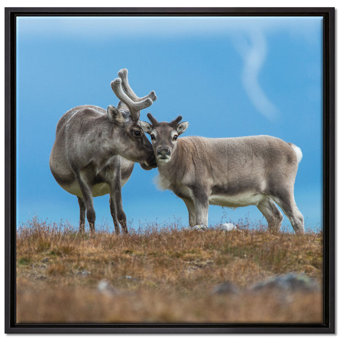 Rentiere die miteinander schmusen auf Leinwandbild Quadratisch gerahmt Größe 70x70