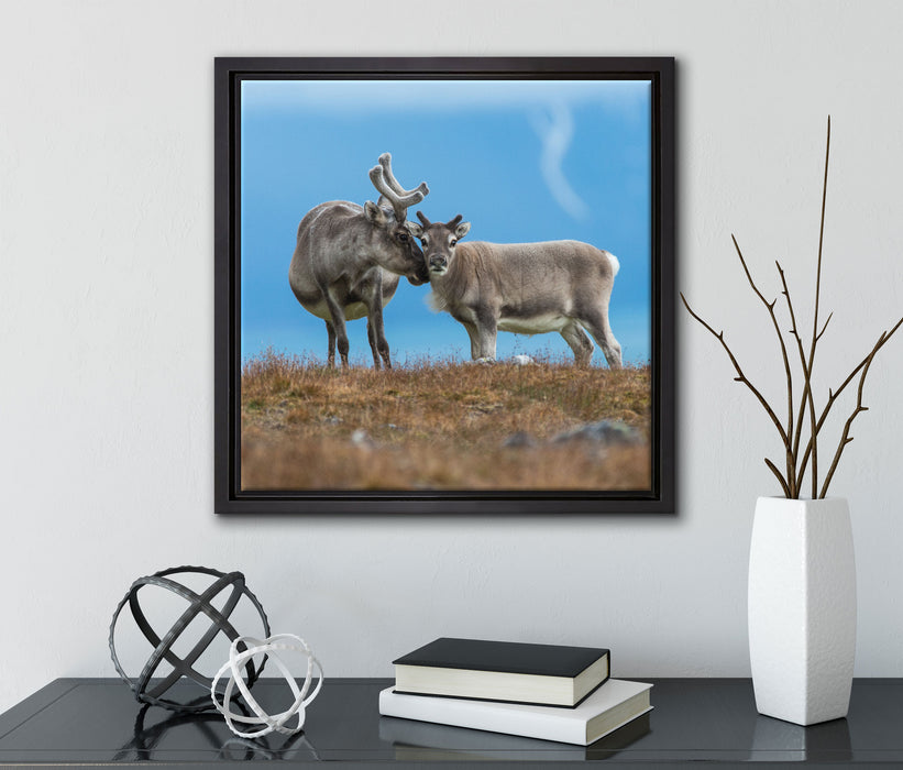 Rentiere die miteinander schmusen  auf Leinwandbild Quadratisch gerahmt mit Kirschblüten