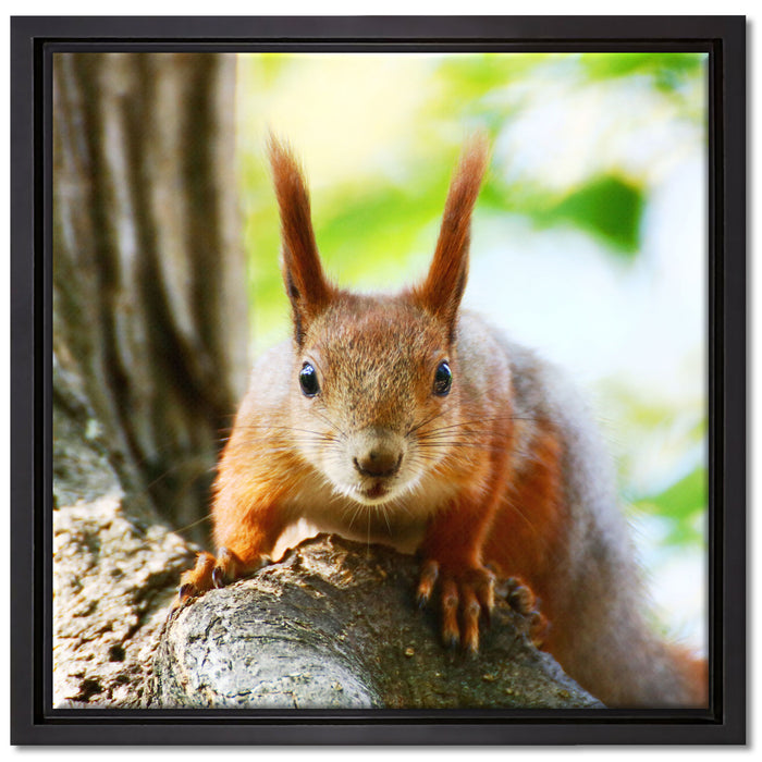 Eichhörnchen auf dem Baum auf Leinwandbild Quadratisch gerahmt Größe 40x40