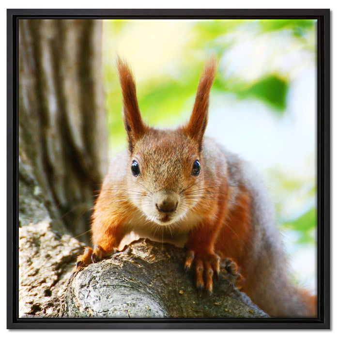 Eichhörnchen auf dem Baum auf Leinwandbild Quadratisch gerahmt Größe 60x60