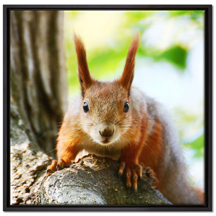 Eichhörnchen auf dem Baum auf Leinwandbild Quadratisch gerahmt Größe 70x70
