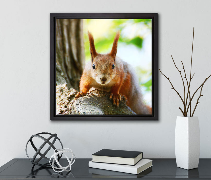 Eichhörnchen auf dem Baum  auf Leinwandbild Quadratisch gerahmt mit Kirschblüten