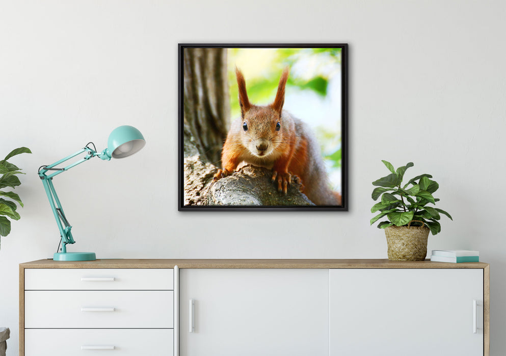Eichhörnchen auf dem Baum auf Leinwandbild gerahmt Quadratisch verschiedene Größen im Wohnzimmer