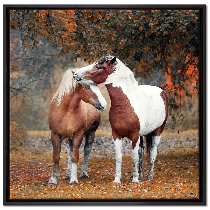 zwei schmusende Pferde auf Leinwandbild Quadratisch gerahmt Größe 70x70