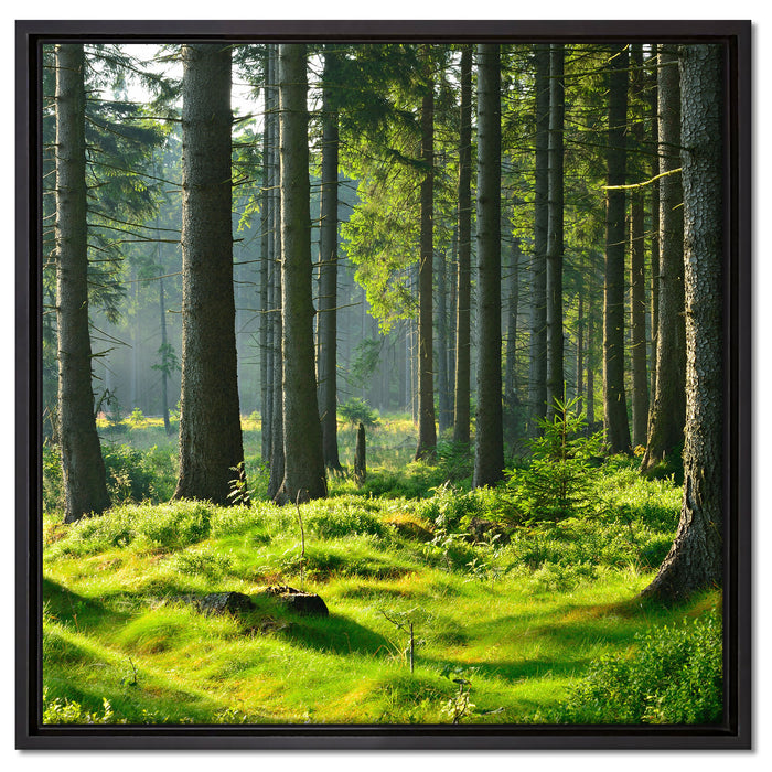 sonniger Tag im Wald auf Leinwandbild Quadratisch gerahmt Größe 60x60