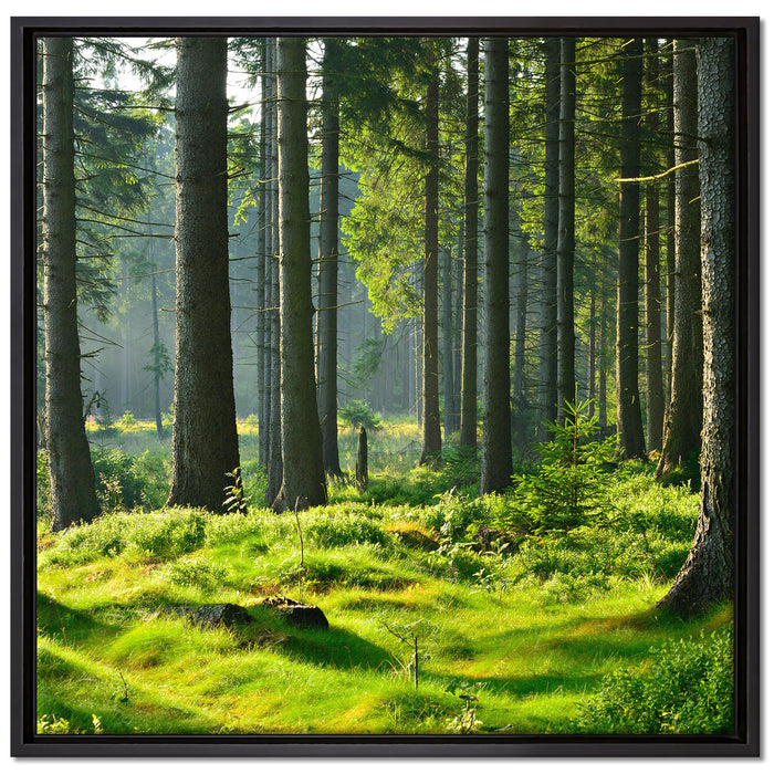 sonniger Tag im Wald auf Leinwandbild Quadratisch gerahmt Größe 70x70