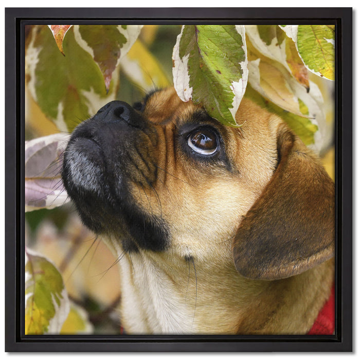 zwischen Blättern Mops auf Leinwandbild Quadratisch gerahmt Größe 40x40